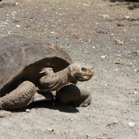 Галапагосская черепаха :: irina Schwarzer 