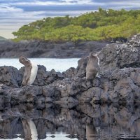 Галапагосские пингвины :: irina Schwarzer 