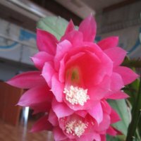 Розовые цветы :: Дмитрий Никитин