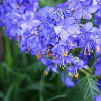 Синие цветы. :: Galina Serebrennikova