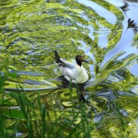 Чайка на озере :: Маргарита Батырева