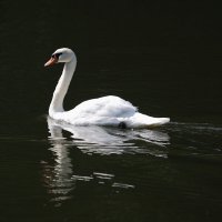 Лебедь белая плывёт... :: Александр Сергеевич 