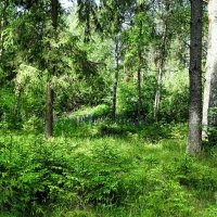Хвойный лес в июне (из поездок по области). :: Милешкин Владимир Алексеевич 