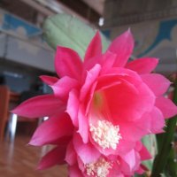 Розовые цветочки :: Дмитрий Никитин