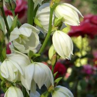 Белые цветки юкки, длиной до 7 см, похожи на повислые колокольчики :: Татьяна Смоляниченко