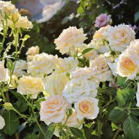Розы чайные, красоты необычайной..... :: Восковых Анна Васильевна 