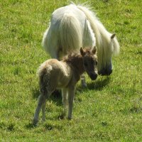 Беленькая пони и её малыш :: Natalia Harries