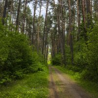 на лесной дороге :: оксана 