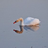 Я ль на свете всех милее, всех румяней и белее? ;) :: Елена Хайдукова  ( Elena Fly )