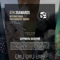Сертификат. :: Валерий Шурмиль