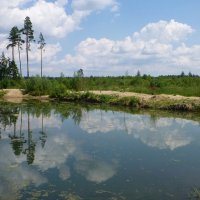 Облака упали в пруд белокрылой дружной стаей :: Лидия Бусурина