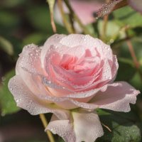 Канадская роза "Моден Бланш" :: Нина Кутина