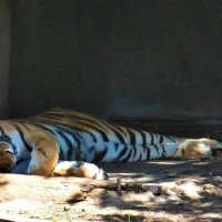 Сладкий сон тигра :: Nina Yudicheva