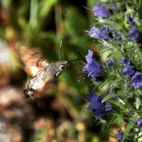 Бражник- бабочка, похожая на колибри. :: Ольга Голубева