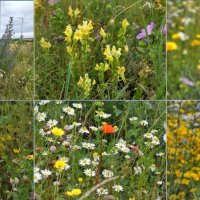 поле диких цветов, пчелиное пастбище :: Heinz Thorns