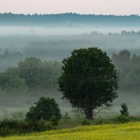 Утро туманное :: Вулх Белый