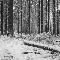 Снег в лесу :: Aнна Зарубина