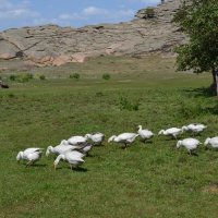 Торайгырские гуси... Живут у апашки местной... :: Андрей Хлопонин