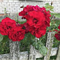 Розы.. :: Валерия Комова