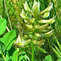 Остролодочник беловатый  (Oxytropis candicans.  соцветие. :: ivan 