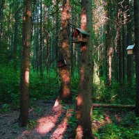 В лесу. :: ANNA POPOVA