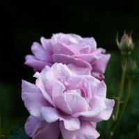 Розы в нашем саду. :: Елена Савчук 