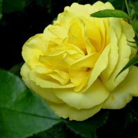 Жёлтая роза – Солнышка лик :: Лидия Бусурина
