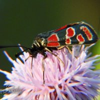 Пестрянка Глазчатая (Zygaena carniolica) :: Владимир Соколов