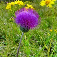 Бодяк серый. Cirsium canum :: ivan 