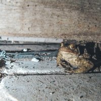 Похищение жабы пауком. :: Виктория Писаренко