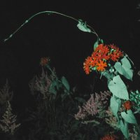 Ночные цветы :: Виктория Писаренко