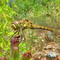 Sympetrum vulgatum - Симпетрум обыкновенный :: ivan 