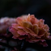 роза в ночи :: Ирена Цурпал