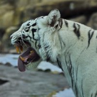 Белый тигр :: Сергей Дружаев