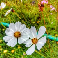 Белые цветочки :: Света Кондрашова