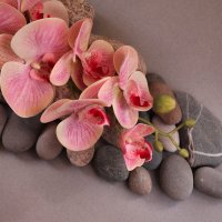 Фантазийная орхидея :: Irene Irene