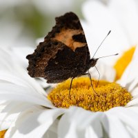 Бабочка на ромашке :: Александр Синдерёв