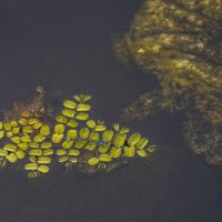 Озеро лотосов, стрекоза :: Эдуард Куклин