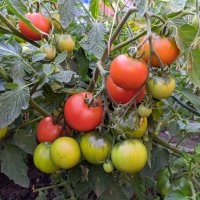Зреют томаты :: Владимир Зыбин