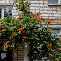 Жители этого дома любят цветы. :: Юрий ЛМ