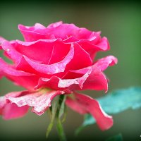 цветы запоздалые роза :: Олег Лукьянов