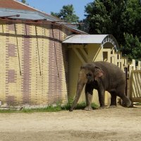 Открытый вольер слона :: Татьяна Смоляниченко
