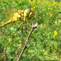 Sympetrum vulgatum - Симпетрум обыкновенный :: ivan 