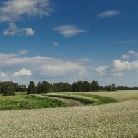 Поле. Гречиха :: Виктор Четошников