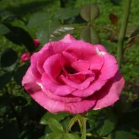 Розы в августе :: Наиля 