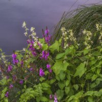 Цветы по берегу пруда :: Сергей Цветков