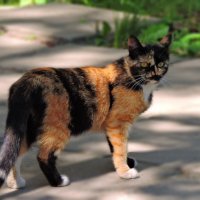 кошка, которая гуляет сама по себе :: Лидия Юсупова