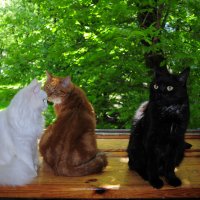Сегодня, 8 августа, Всемирный день кошек! С днём кошек!!! :: Виталий Виницкий