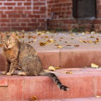 Монастырский кот :: Елена Минина