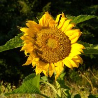солнечный цветок :: vladimir 